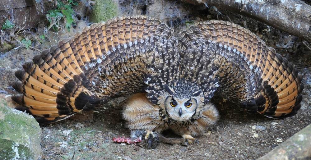 Bengal Owl Mantling