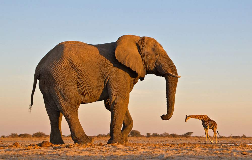 Elephant Giraffe Photo
