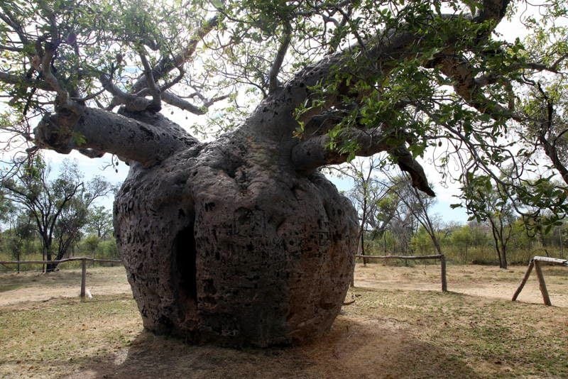 The 8 Most Amazing Trees In The World