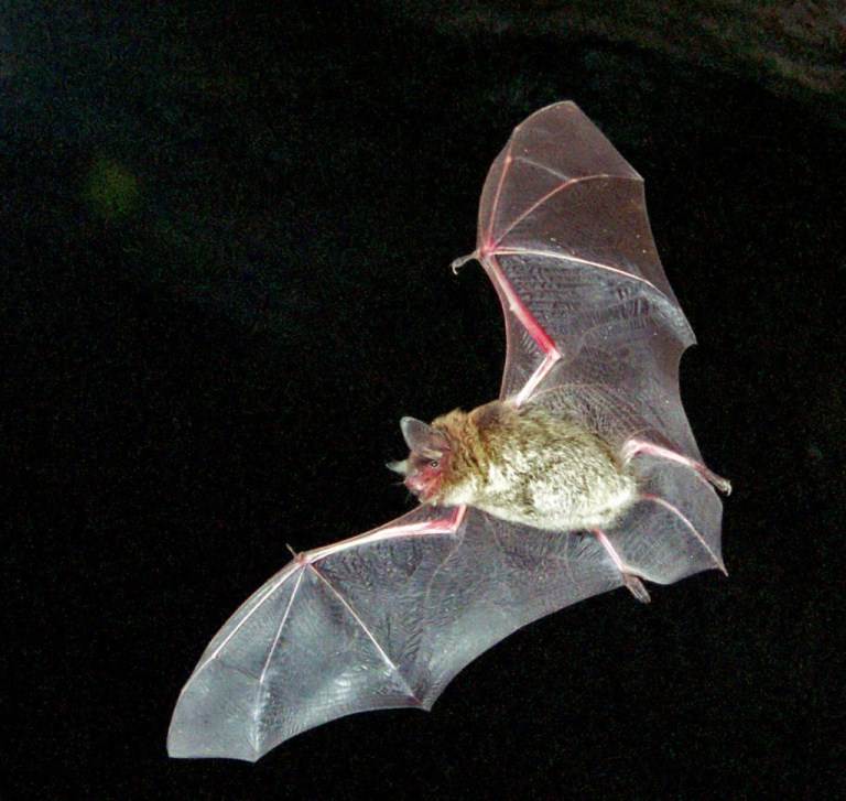 Outrageous Historical Treatments Bat Blood