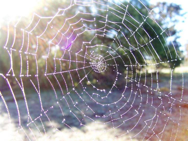 Outrageous Historical Treatments Spider Webs