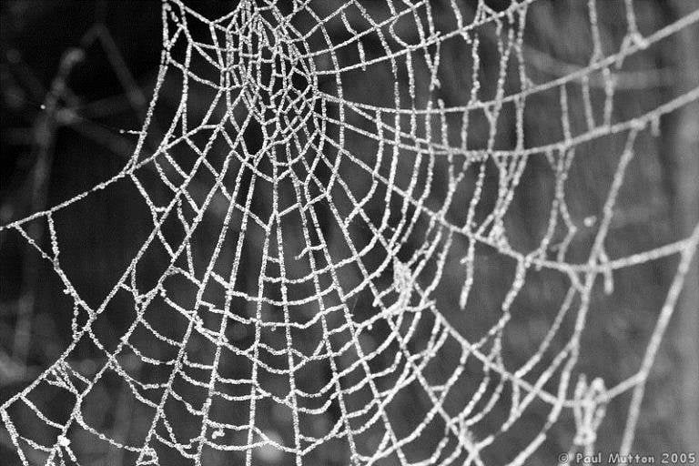 Outrageous Historical Treatments Spider Webs 2