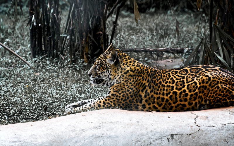 Jungle City Manaus Leopard