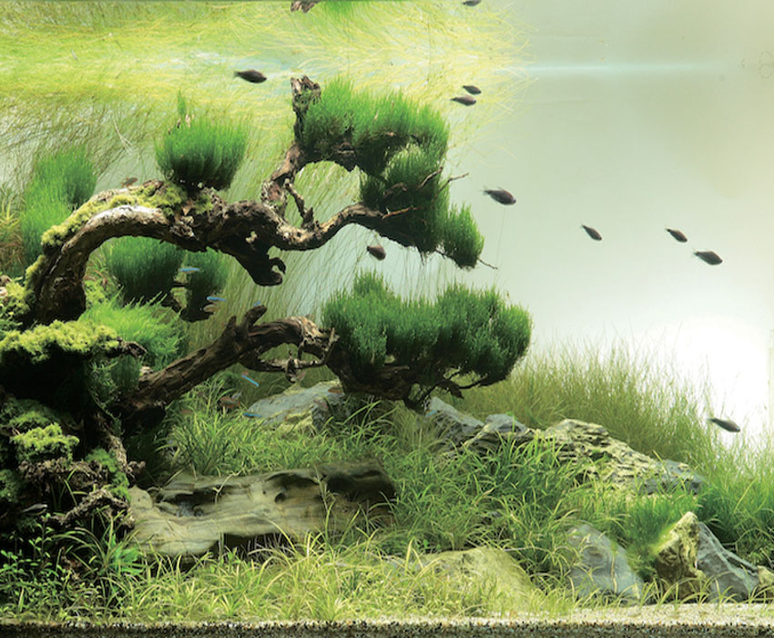 plantenschaar voor aquarium