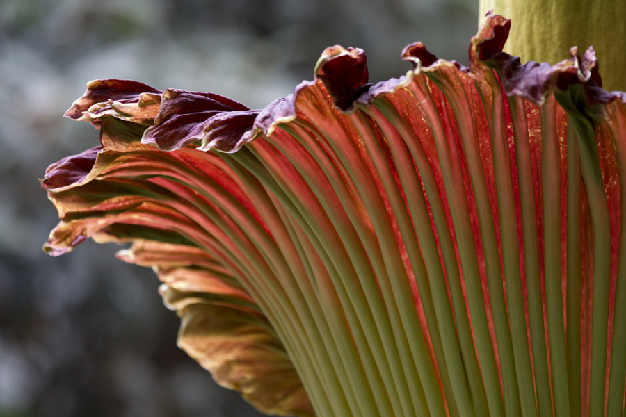 Amorphophallus titanium width=