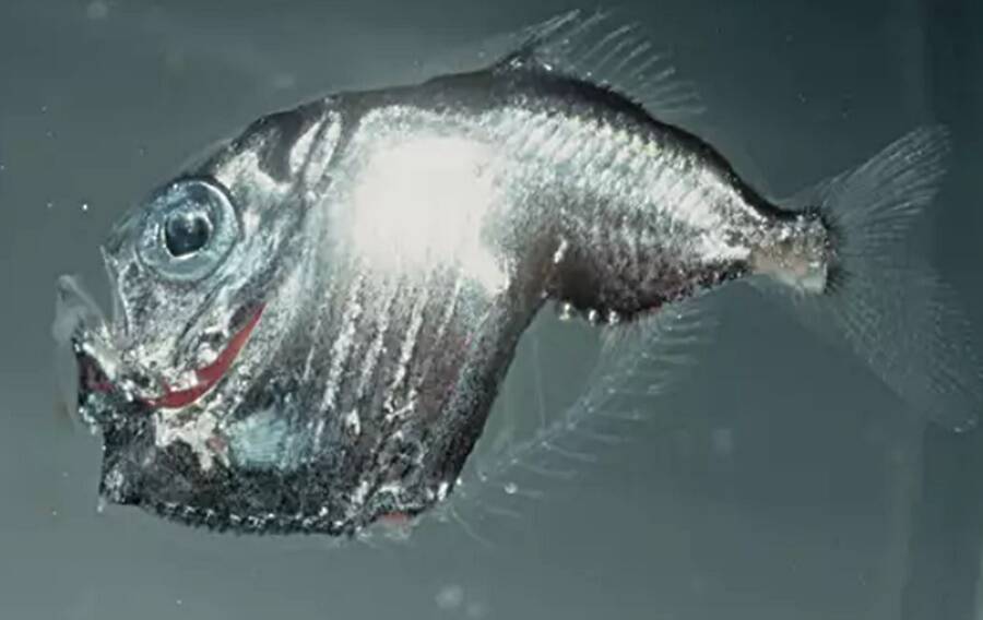 deep sea hatchetfish specimen