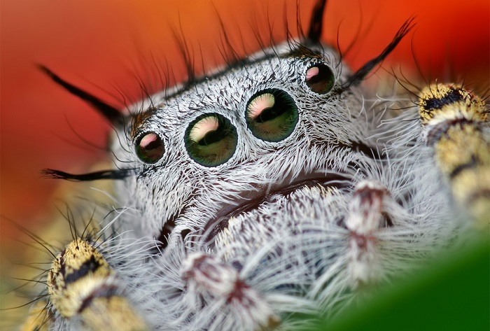 Jumping Spiders Up Close