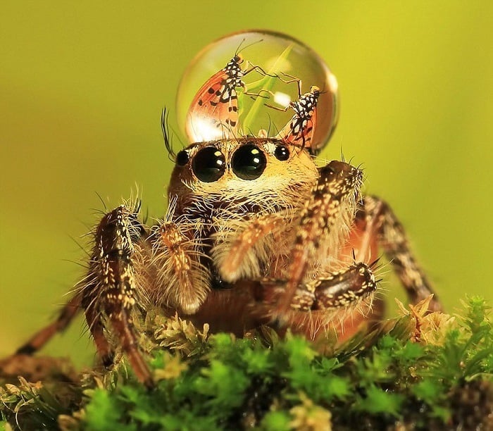 Jumping Spiders Wearing Fantastic Water Hats