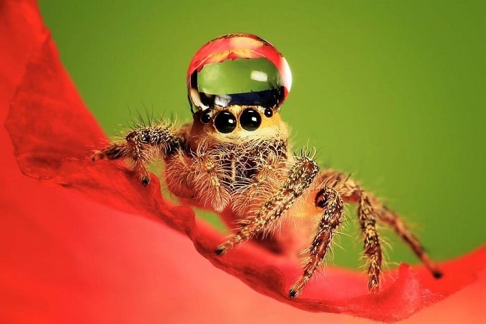 Jumping Spiders Wearing Fantastic Water Hats