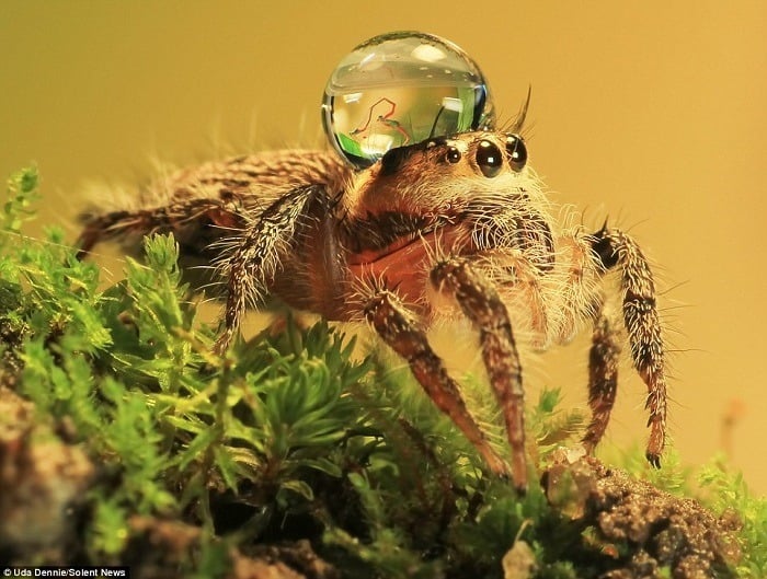 Jumping Spiders Water Drops Side View