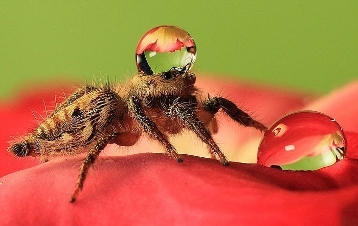 Jumping Spiders Water Drops Walking