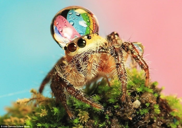 Jumping Spiders Water Drops