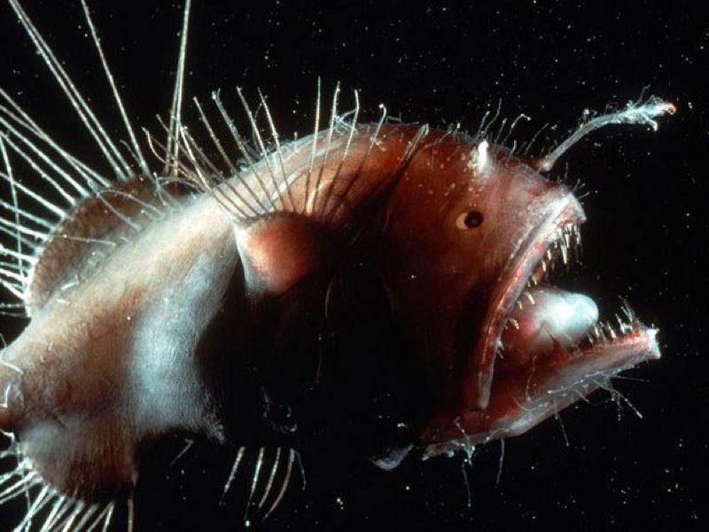 Bizarre Ocean Creatures Angler Fish