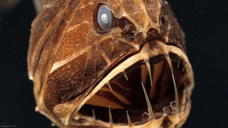 Fangtooth Fish