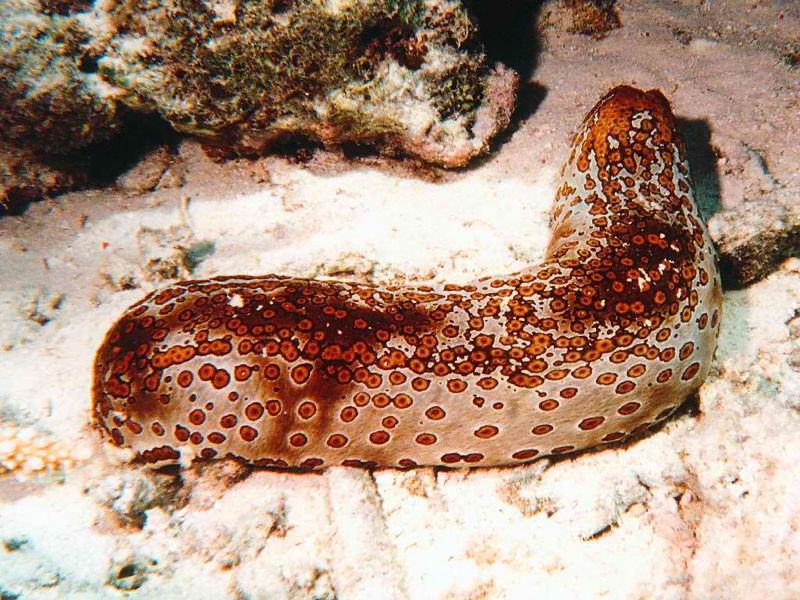Leopard Sea Cucumber