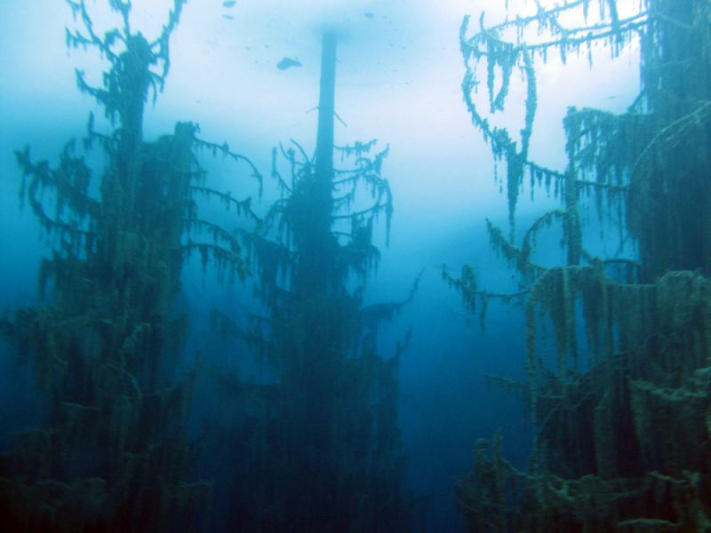 Underwater Tree Limbs