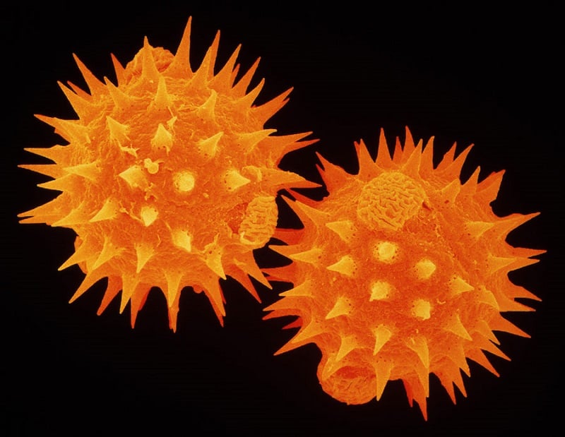 Orange Daisy Pollen Under Microscope