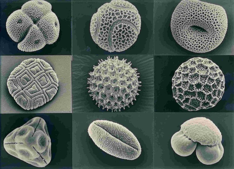 Various Pollen Grains Under Microscope