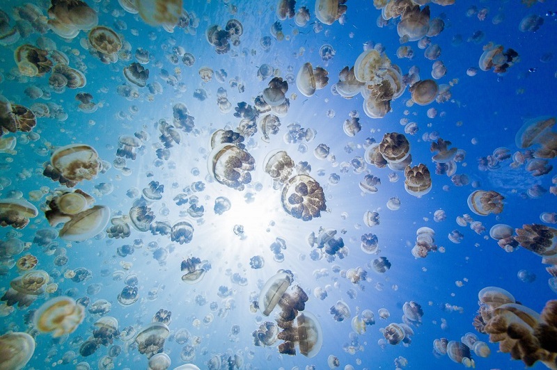 Jellyfish Lake From Below Water