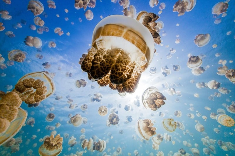 Jellyfish Lake