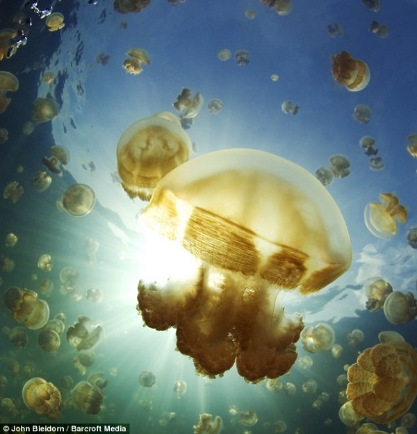 Golden Jellyfish Seawater Lake