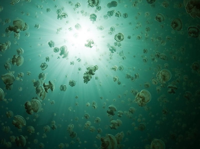 Palau Jellyfish Lake