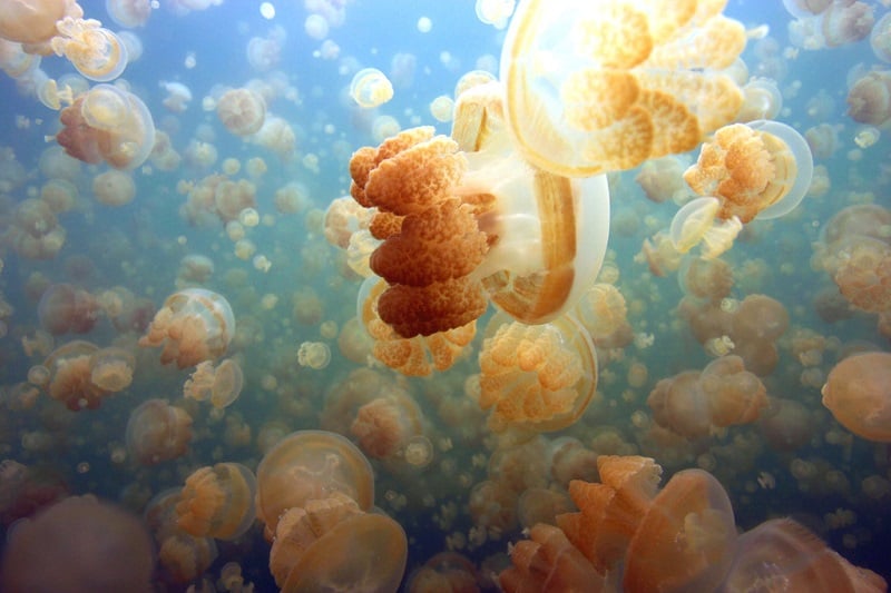 Jellyfish Propelling Itself