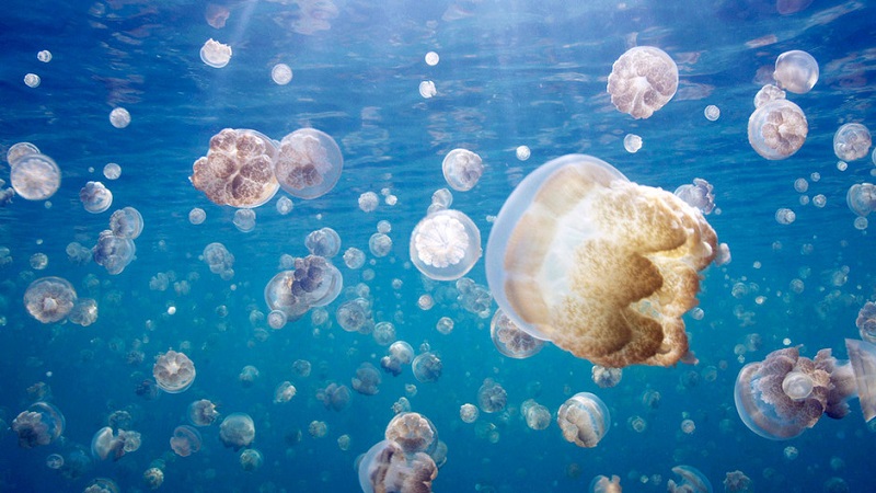 Jellyfish Migrating Through Lake