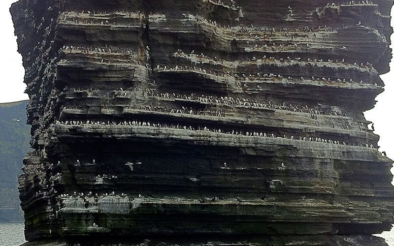 Birds on Cliffs of Moher