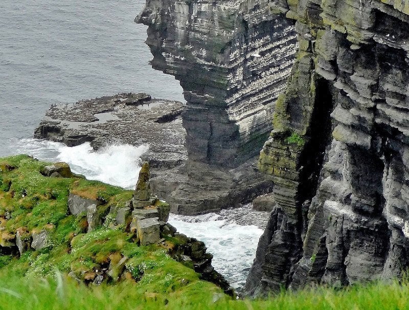 Nesting Birds on Cliffs