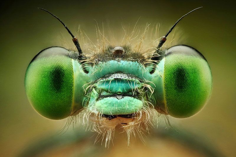 Macro Photography In Action 50 Stunning Photographs