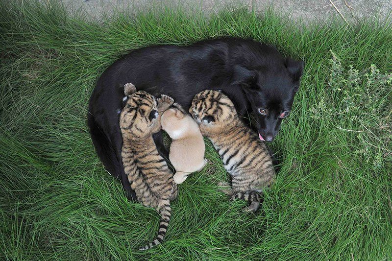 Surprising Photos of 2014 Dog Nurses Cubs