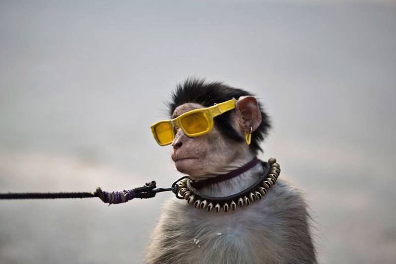 Pakistan Performing Monkey