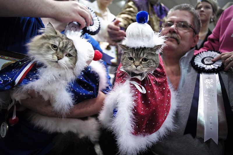 Saintly City Cat Championship 2014 Photos