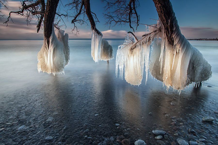 Timothy Corbin Icy Tree