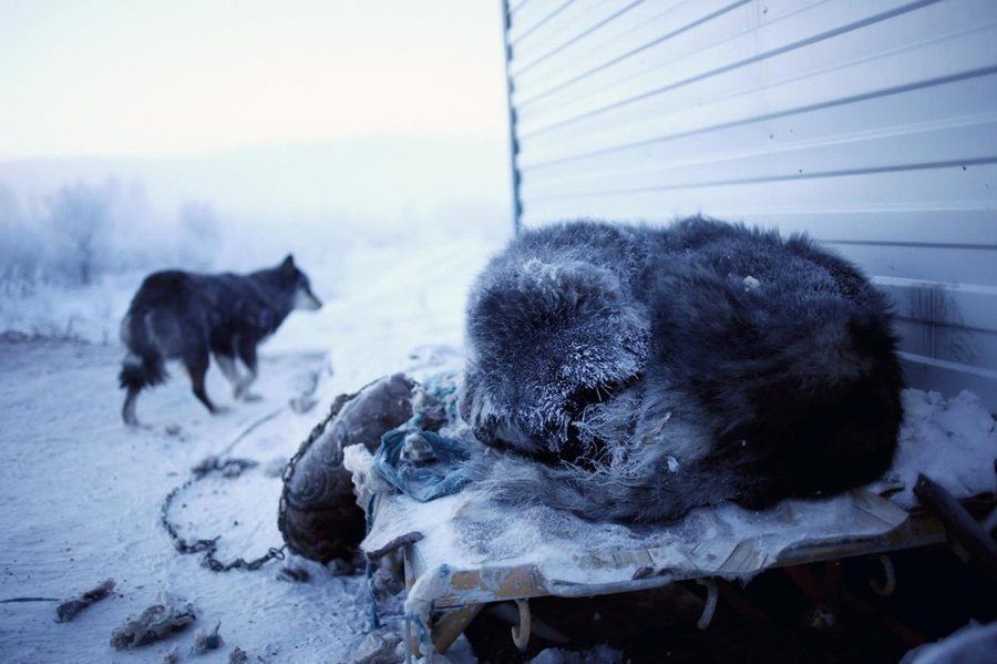 Sleeping Dogs In Oymyakon Russia