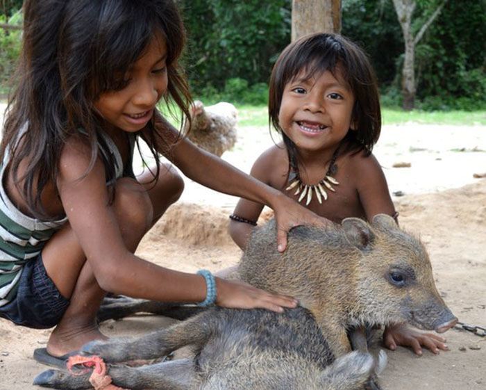 Awá Tribe In The Amazon