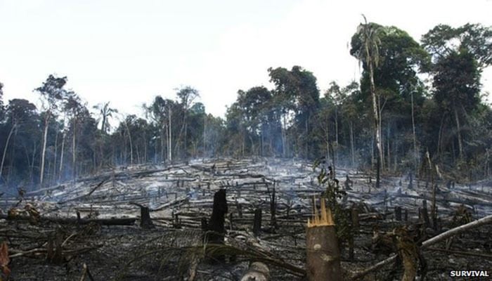 Most Threatened Tribe Deforestation