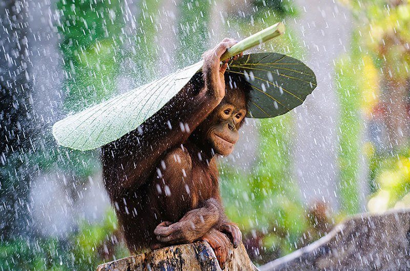 Adorable Orangutan