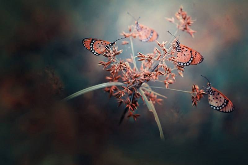 2015 Sony World Photography Awards Harfian Herdi