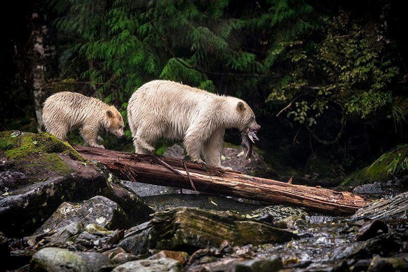 Kermode Bears Rare Photos