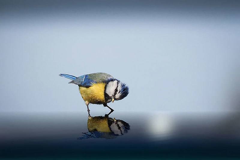 Curious Bird