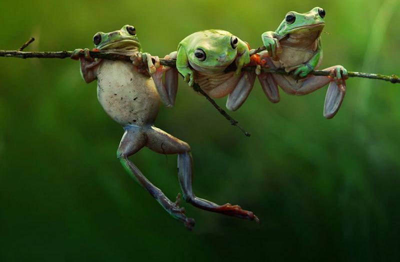 Harfian Herdi Photography