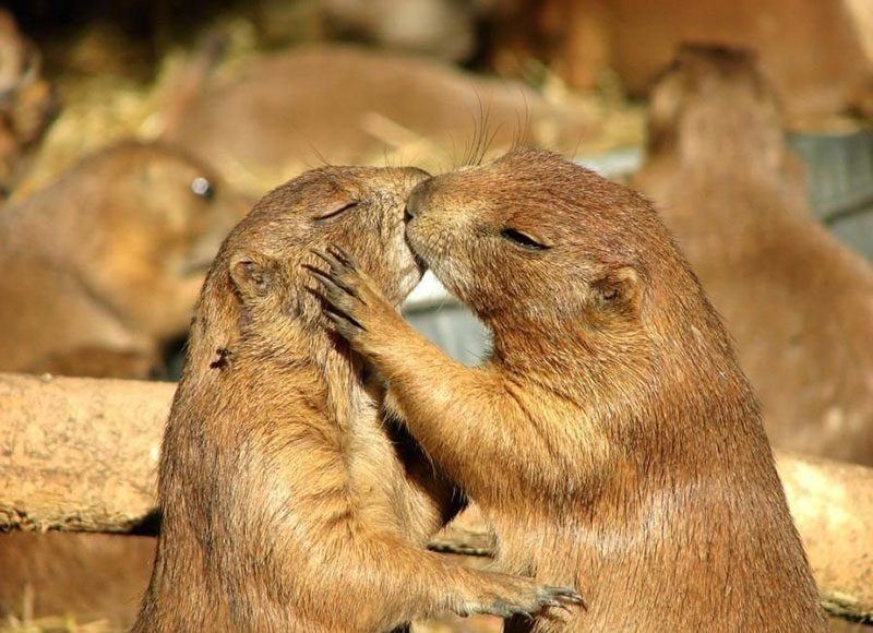 animal-love-facts-sex-love-in-the-animal-kingdom