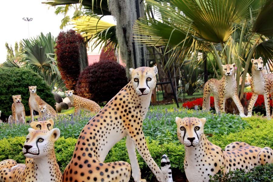 nong nooch cheetahs