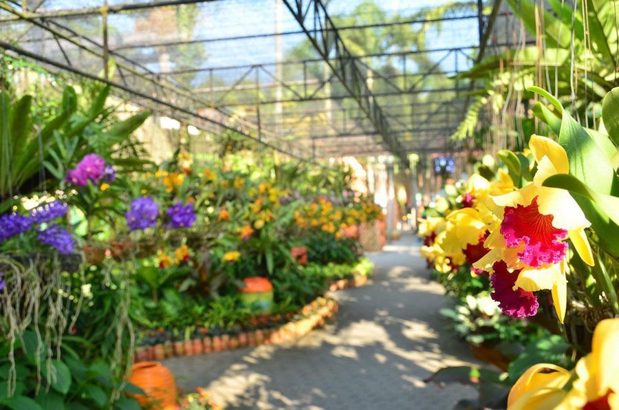 nong nooch greenhouse flowers