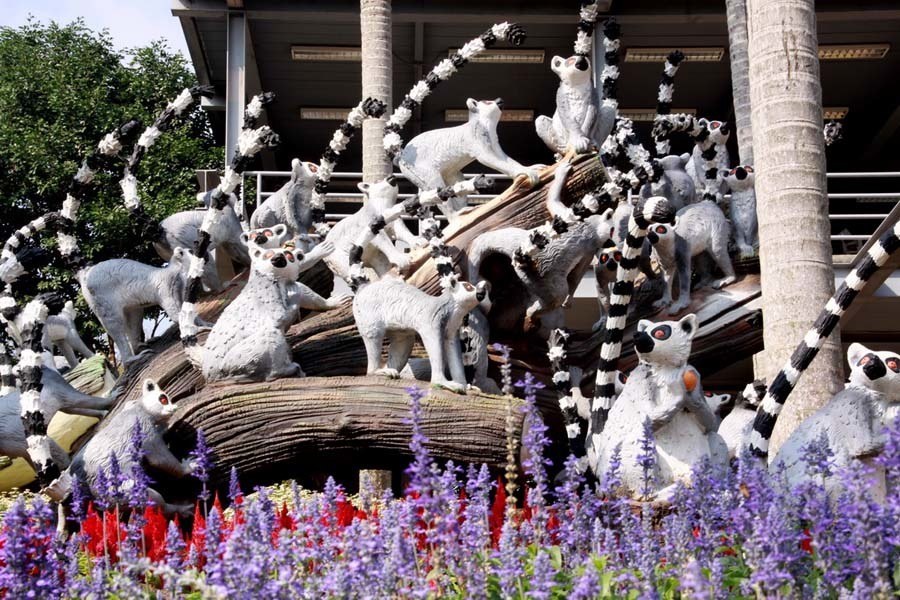 nong nooch lemur tree