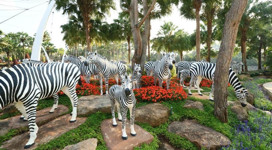 nong nooch zebras