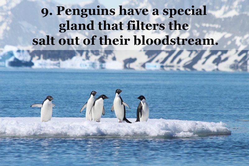 25 Fun Penguin Facts