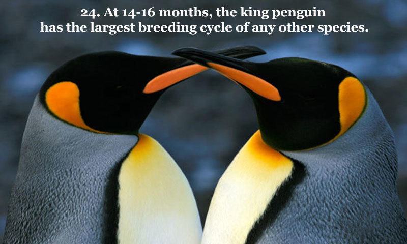 25-fun-penguin-facts